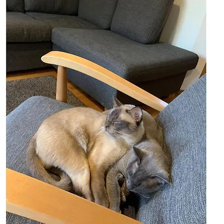 Alppitaehti By Interhome 度假居 *