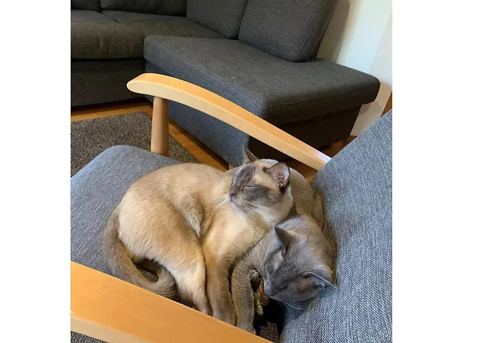 Alppitaehti By Interhome Ferienhaus *